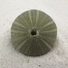 ��Ȼ��Gɫ��đ4-5cm���Һ���ؐ����̨�Ҿ��b���Y��Gɫ����