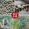 Yellow Okra Seed Farmland Vegetables Fresh, Crispy Tender Corner Bean Okite Vegetable Vegetable Seeds