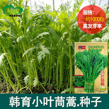 小叶茼蒿种子 家庭菜园可盆栽茎青白叶可盆栽小薄茼蒿蔬菜籽