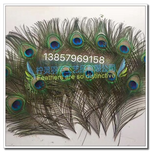 �S�ҬF؛�N��25-30cm ��ȸë  �r�񌍻� ��Ȼ����ë ��ȸëdiy
