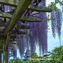 lٻԮֲͥԺ̨໨}Gľ