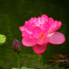 Four seasons pond large lotus seed seedlings seedlings water -raising potted lotus pond lotus root seed seedlings