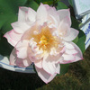 Four seasons pond large lotus seed seedlings seedlings water -raising potted lotus pond lotus root seed seedlings