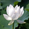 Four seasons pond large lotus seed seedlings seedlings water -raising potted lotus pond lotus root seed seedlings