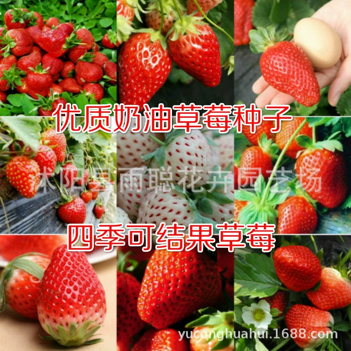 Крем Большие семена клубники Семена клубники Four Seasons Посадка Крытый балкон Фрукты в горшке Фермерские овощи Семена клубники