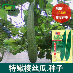 ����z�ϷN�� �r��ˈ@�����������������z���� �߲˷N��