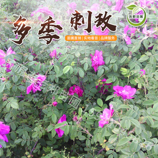 �༾õ�廨�ļ���õ2026���Թ���ͥԺ�@�־G���������ͺ��^�p��ľ