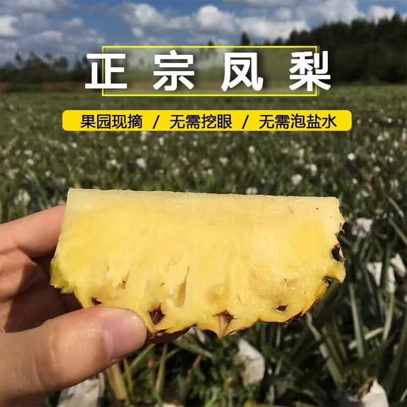 [Хайнаньский золотой бриллиантовый ананас № 17] Сезонный свежий не измельченный ананас без ананаса 4.5kg доставка свежих фруктов