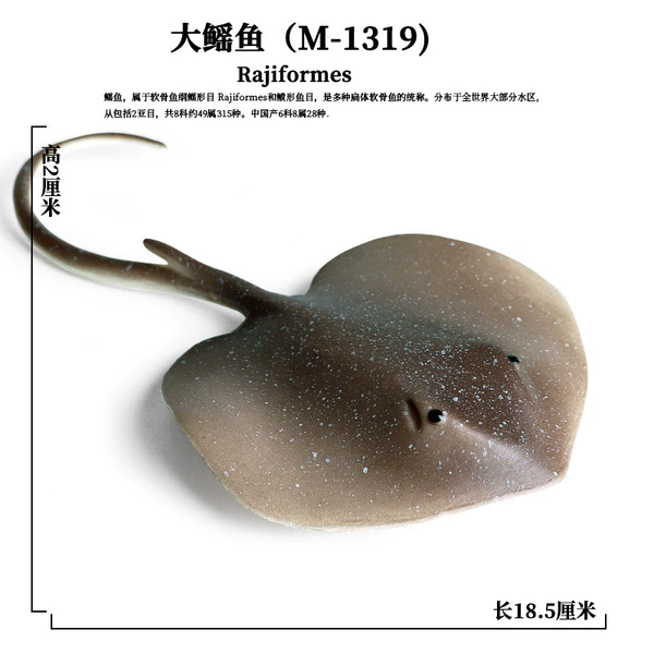 PL127-1319 Big catfish
