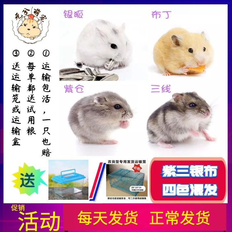 Оптовая искусственное разведение четырехцветного хомяка живая Смешанная серебристая Лиса пудинг трехлинейный фиолетовый склад Детский пакет для домашних животных живая доставка