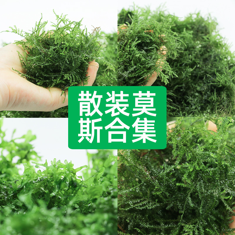 Bulk Moss Large Triangular Matsutake Weeping Moss Fish Tank Driftwood Stone Landscaping Live Plants Negative Aquatic Plants Bulk Moss Large Triangular Matsutake Weeping Moss Fish Tank Driftwood Stone Landscaping Live Plants Negative Aquatic Plants