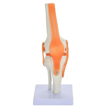 医药教学专用1：1自然大膝关节模型 功能型膝关节带韧带骨骼模型