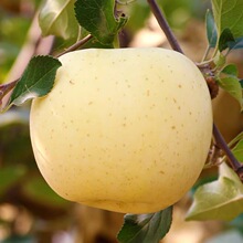 �S�����͸�ʿ�O��ɽ�|��̨�O����ˬ�Fժ������r����ˮ���S���O��