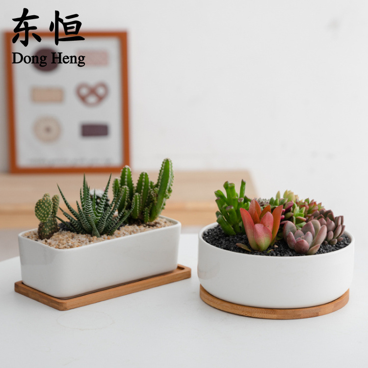 Dongheng succulent flower pot with tray succulent pot plant flower pot cross-border white porcelain flower pot refreshing combination ceramic pot