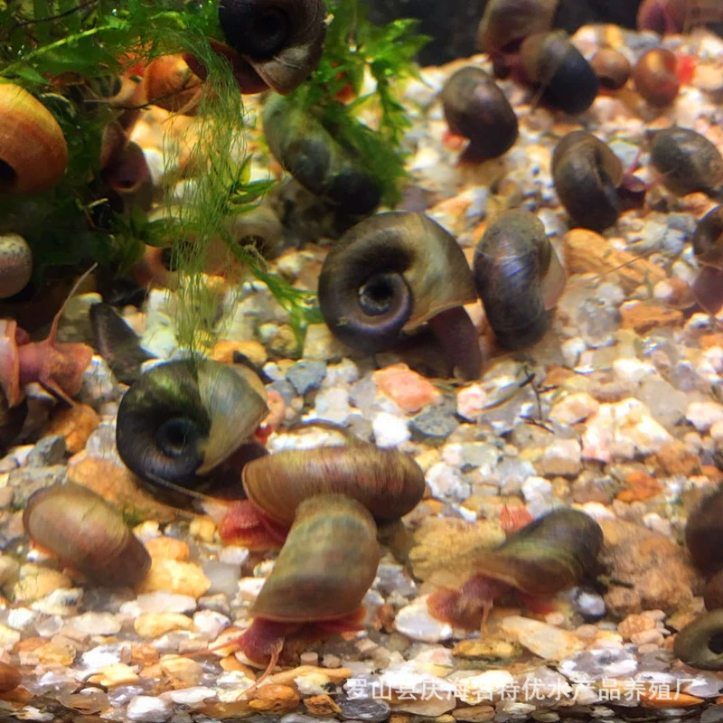 Бесплатная доставка, живые улитки-яблоньники оптом, корм для декоративных улиток, красные, черные, темно-синие, 10 штук + 1 бесплатно (в случае повреждения)