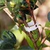 Plant clip/hanging seedlings/plastic tie clip/branches/hanging vine clip/Fu vine clip/vine fixed clip