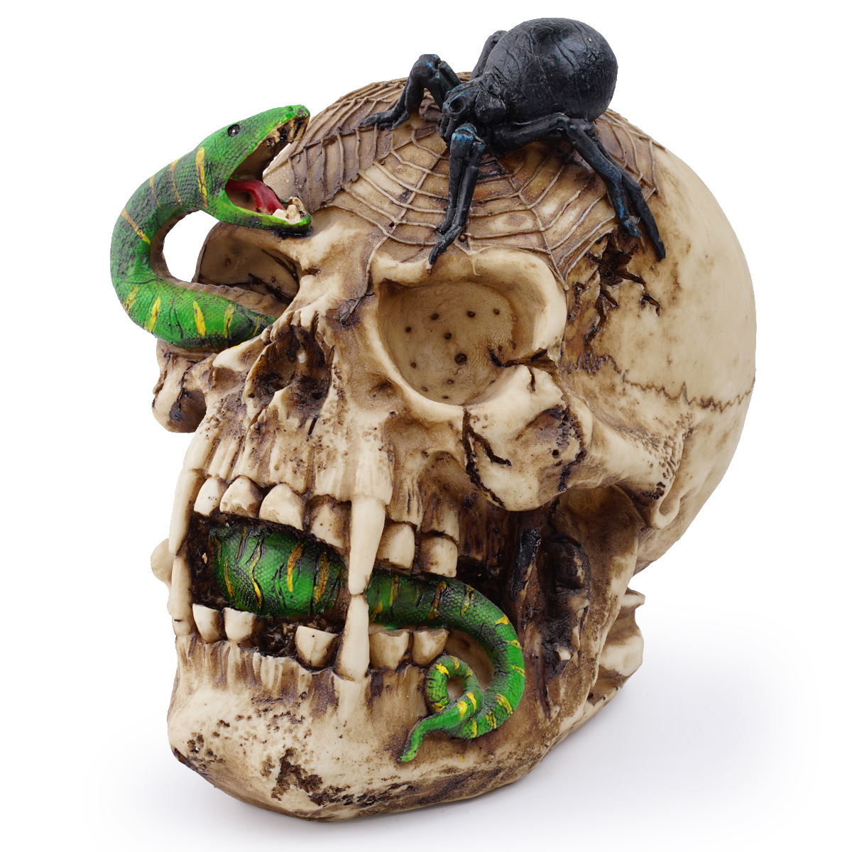 physiological skull