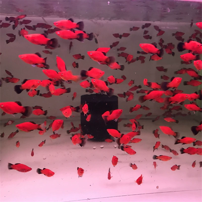 Live Blacktail Moonlight Fish (Blacktail) — Freshwater Tropical Ornamental, Sizes 1.5–3 cm, Batch Packs