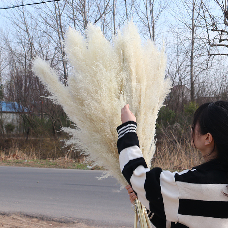 Great reed dried flower rice white Puwei dry flowers natural wedding…