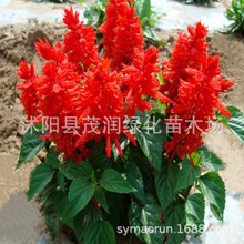 一串红种子矮杆高杆一串红种籽家庭园艺观花植物种籽花海造景观花
