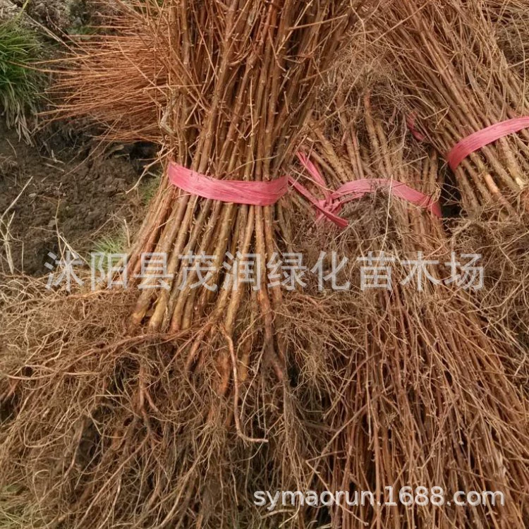 Озеленение саженцы Метасекойя глиптостростробоиды саженцы пейзаж Осенний лист декоративные виды деревьев метасекуя гиптостробоиды саженцы метасекуя оптом