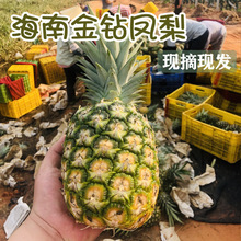 海南金鑽鳳梨17號新鮮現摘大果禮盒無眼菠蘿水果產地直供一件代發