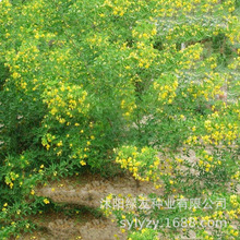 ��˾���l�G�������S������N��  �^�p��ľ �N�ӂ��S�Q�����N��