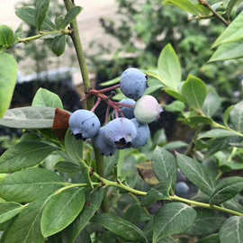 云南高原新鲜水果蓝莓露天蓝莓花香蓝莓石林澄江蓝莓大果高原蓝莓