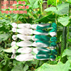 Plant lamp for growing plants, climbing frame, tubing, loofah, can climb