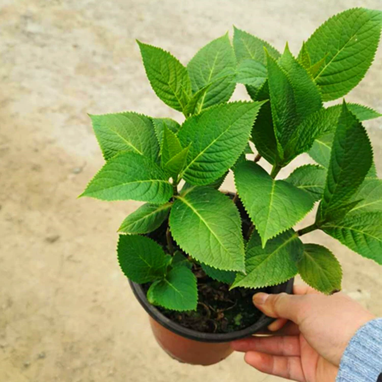 База продает цветы в больших количествах Гортензия горшечная бесконечная летняя Гортензия садовая посадка зеленых цветов