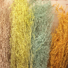 白草厂家批发 干花材料观赏干花吉祥草白草芒草 白棚草吉祥草批发