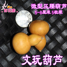 文玩葫芦种子小迷你压腰葫芦大娃手捻别墅庭院廊桥绿植迷你观赏