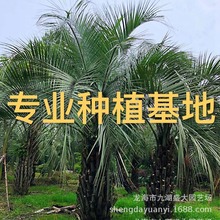 福建棕榈布迪椰子价格 重庆布迪椰子报价 批发四川布迪椰子树