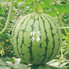Jin Xiaofeng Watermelon Japanese New Xiaolan Gift Watermelon Huangxin Watermelon Sweet Huang Xiaoyu Fruit Seed