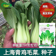 上海青鸡毛菜种子 农场菜园可盆栽植株直立叶柄淡绿小青菜蔬菜籽