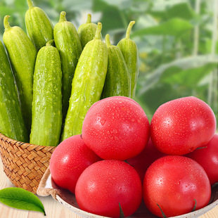 Provence Tomatoes + Haiyang White Jade Cucumber Combination Double Selection of Freshly Picked Vegetables, Net Weight Total 2.2-2.5kg