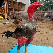 ���^�^�p���u�DƬ��ِ�ĿԽ�ϼ��N���u���Ј����l�r���u��r��