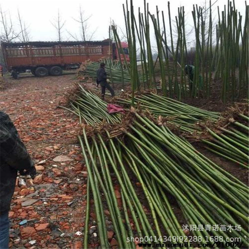 Зеленая рассада Зеленое дерево Китайское дерево Wutong Рассада Тонг Конопля Wutong Tree