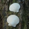 [白色海湾扇贝4-5cm]