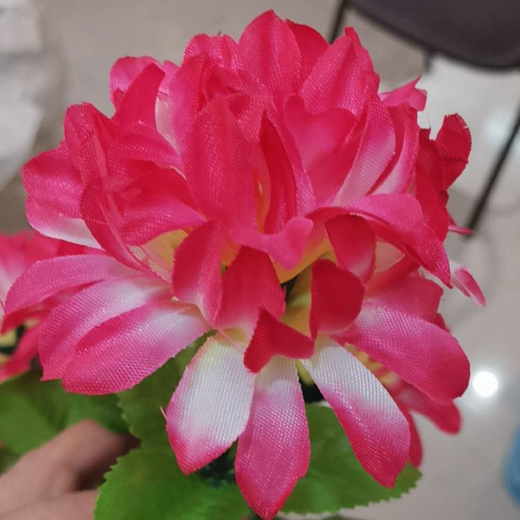 Fuchsia