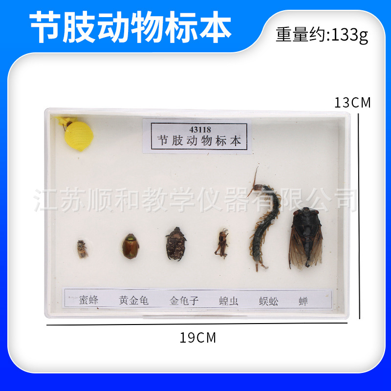 节肢动物标本 生物实验用 教学用 实验器材实验标本 成套器材