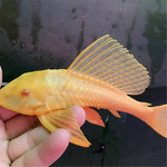 女王清道夫大帆活体大型鱼淡水热带观赏鱼清洁鱼水族宠物包活批发