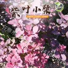 东北辽宁苗圃供应紫叶小檗彩叶绿篱工程苗木耐寒红叶小檗量大优惠