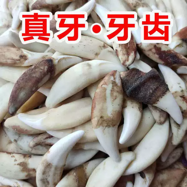 Real dog tooth jewelry spike pendant primary color black dog tooth bleaching teeth wholesale Xizang mastiff tooth necklace stall