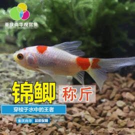 观赏鱼饲料;仓鼠窝、笼;水族宠物饲料
