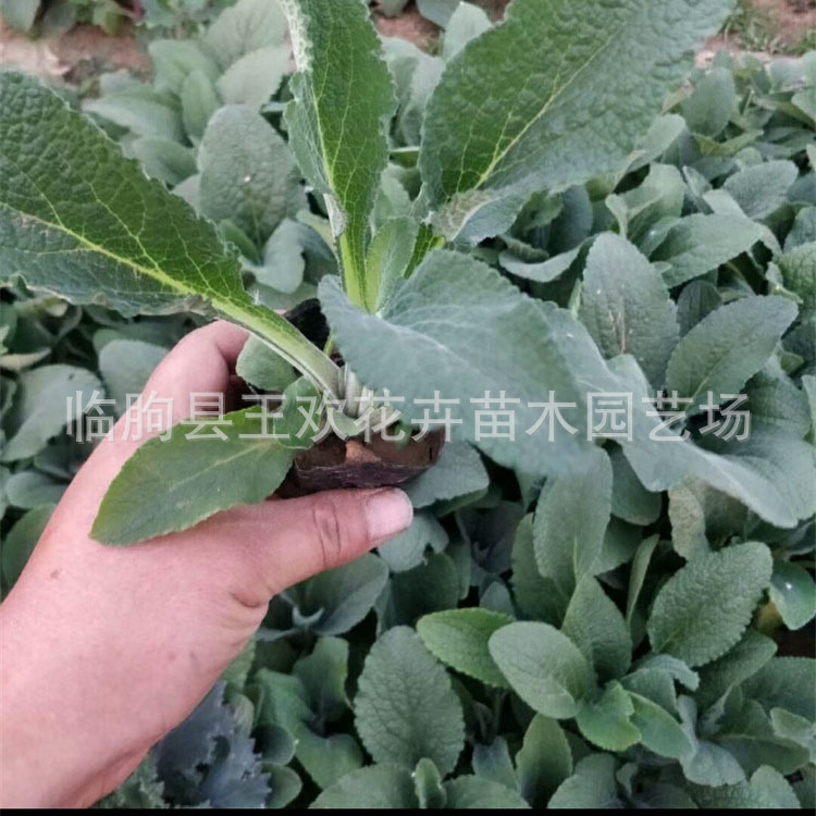 批发宿根毛地黄 各类绿化工程苗木盆栽毛地黄耐旱花卉植物毛地黄