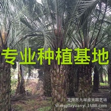 福建批发布迪椰子报价 江苏布迪椰子价格 棕榈布迪椰子报价