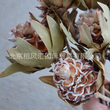 【毛蜂巢果（带叶）】进口干花天然植物家居摆设装饰插花