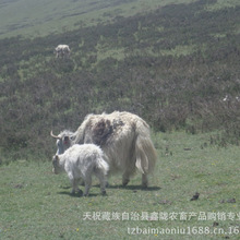 �������۰ך�ţ�r��ך�ţ�����Xһ�^���^�����^�p��ţ����@