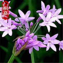 �ϋɻ� �ϋɻ��r�� �ϋɻ��G���������� ����� �ϋɻ�����